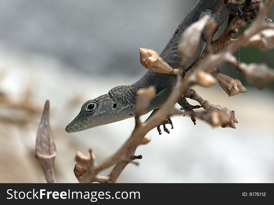 Close up photo with lizard and branch. Close up photo with lizard and branch