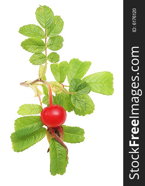 Rose Hip And Foliage