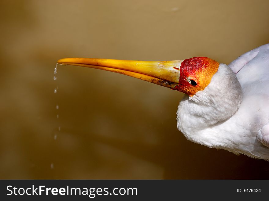 A yellow billed stork taking a drink in the river.This image was taken at KL bird park. A yellow billed stork taking a drink in the river.This image was taken at KL bird park.