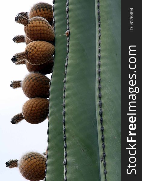 A close up of a cactus and its seed pods - natural colours. A close up of a cactus and its seed pods - natural colours