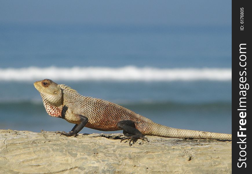 Chameleon with an Indian ocean on the background. Chameleon with an Indian ocean on the background