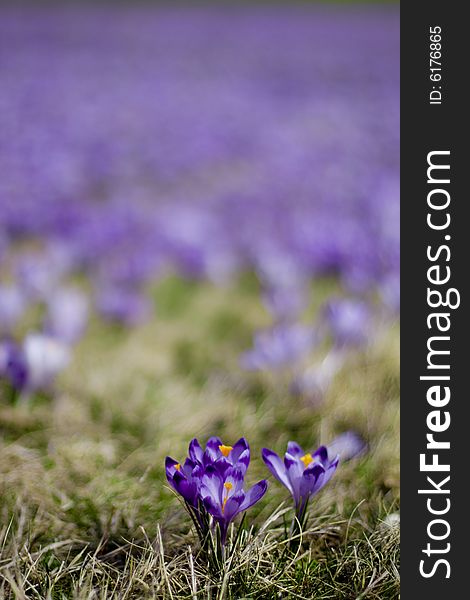 Small and violet crocuses on the meadow. Small and violet crocuses on the meadow