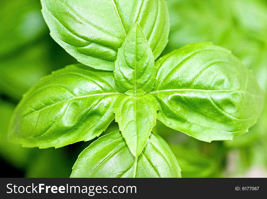 Macro shot of green basil herb plant. Macro shot of green basil herb plant