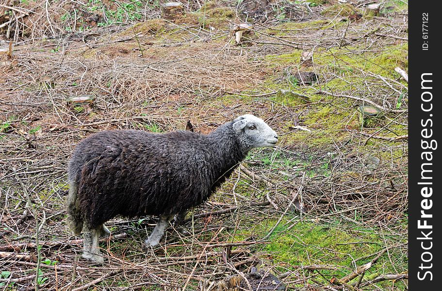 Herdwick Sheep originated from the Lake District, Cumbria England.