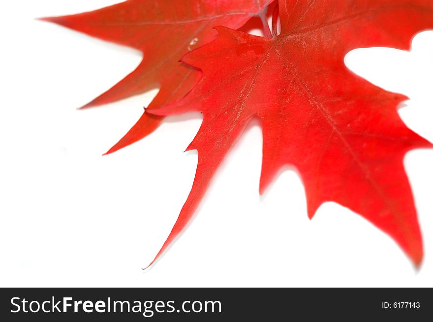 Red autumn leaves isolated on white. Red autumn leaves isolated on white