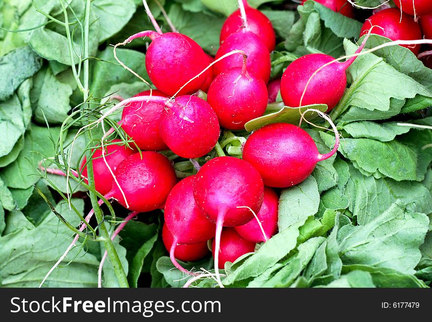 Fresh red radish vegetables in green leaves