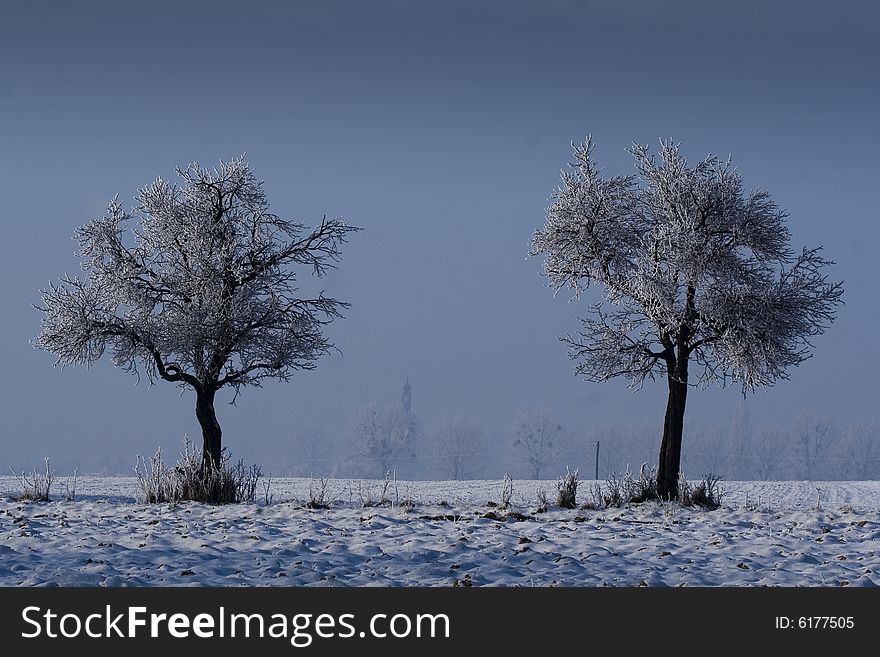 Trees In The Snow