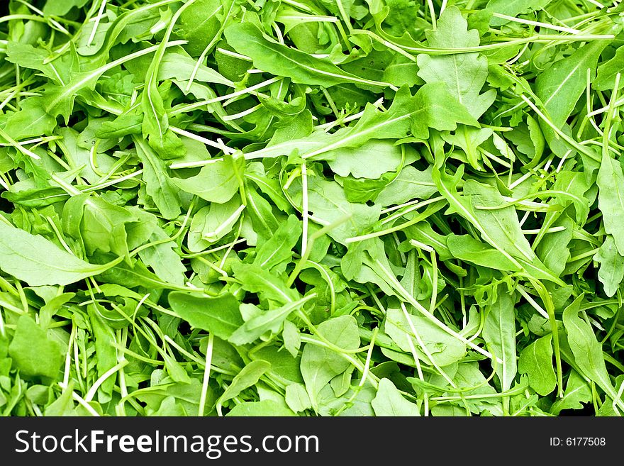 Bunch of fresh green organic rucola salad