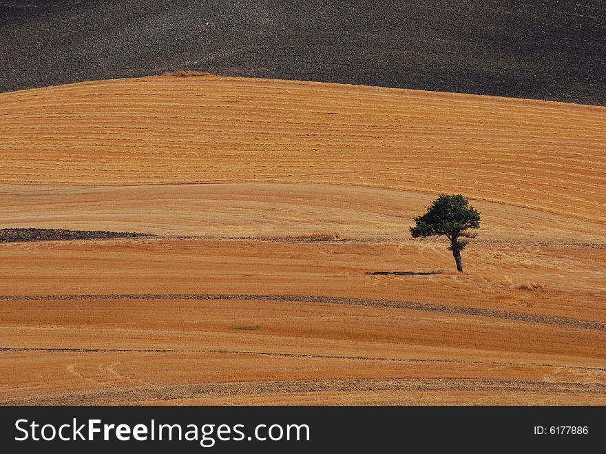 A solitary tree and its little shadow on a golden field. A solitary tree and its little shadow on a golden field