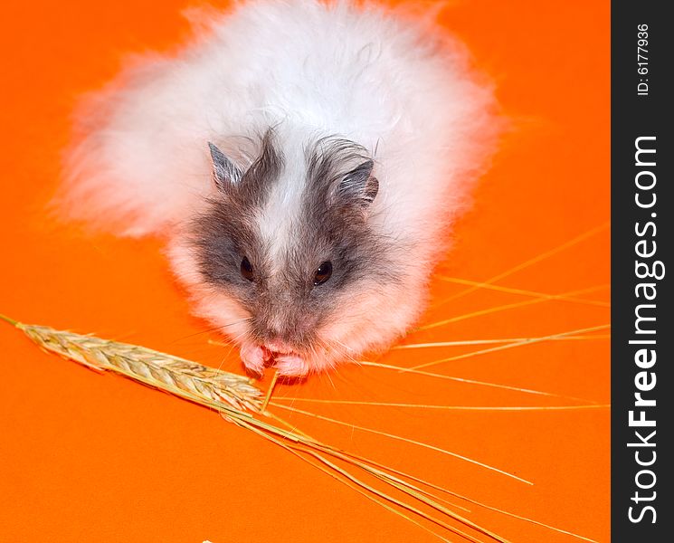 White little Hamster eat over orange background