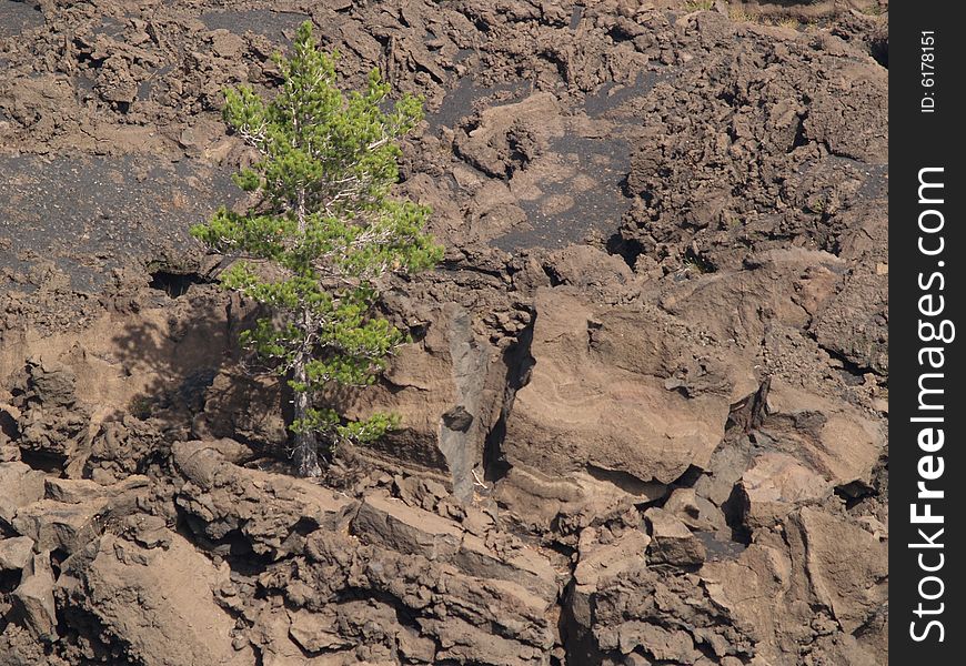 Trees on Mount Etna on Sicily, Italy. Trees on Mount Etna on Sicily, Italy