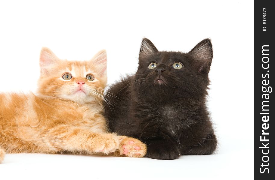 A yellow and black kitten sitting next to each other on a white background
