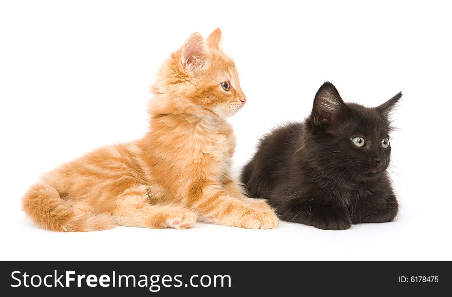 A yellow and black kitten sitting next to each other on a white background
