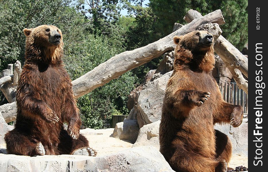 Wild life, cute couple of bears
