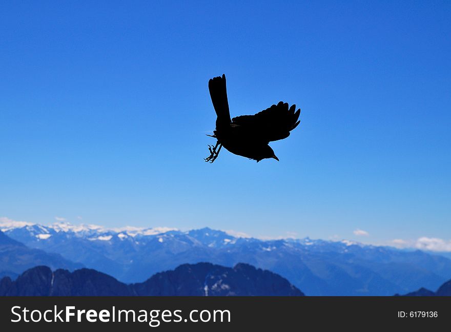 Bird flying on the Alps