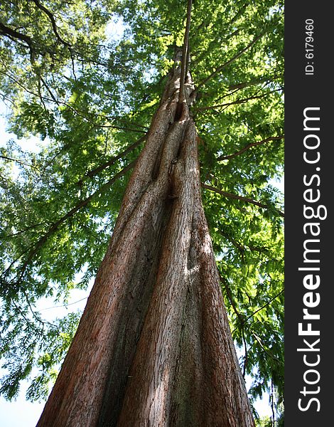 This image was taken of a tree from the ground to show depth of field. This image was taken of a tree from the ground to show depth of field