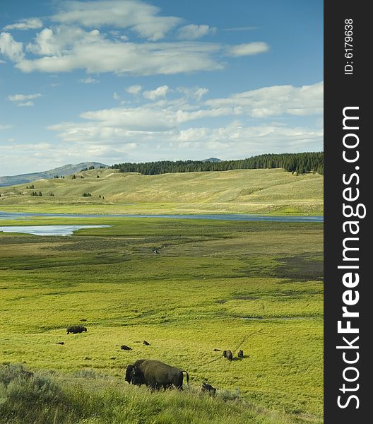 Bison feeding in Lamar Valley in Yellowstone National Park. Bison feeding in Lamar Valley in Yellowstone National Park.