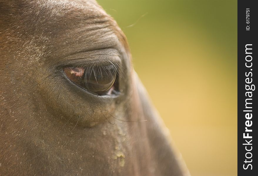 Horse eye close-up on natural background.