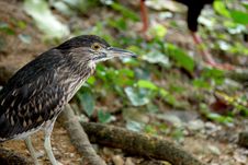 Striated Heron Royalty Free Stock Image Striated Heron Royalty Free Stock Image