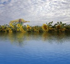 Woman On Sunflowers Field Stock Photo Woman On Sunflowers Field Stock Photo
