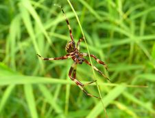 Spider 35 Royalty Free Stock Photo Spider 35 Royalty Free Stock Photo