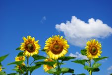 Sunflower Royalty Free Stock Photography