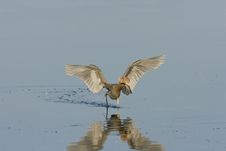 A Reddish Egret Fishing For A Meal Stock Photography