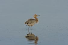 A Reddish Egret Shaking The Water Off Royalty Free Stock Photos