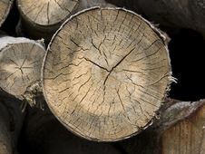 Tree Cross Section Stock Photo Tree Cross Section Stock Photo