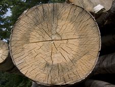 Tree Cross Section Royalty Free Stock Photo Tree Cross Section Royalty Free Stock Photo