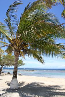Palm Trees On A Beach Stock Image Palm Trees On A Beach Stock Image