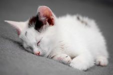 Kitty Royalty Free Stock Images