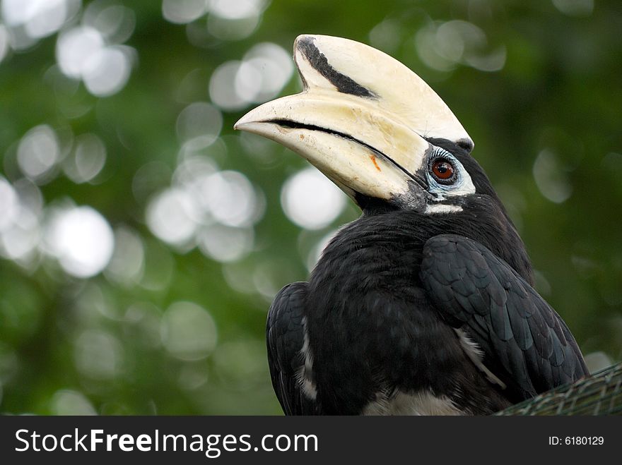 An oriental pied hornbill sitting on top of a cage looking towards the sky. This image was taken at KL bird park.