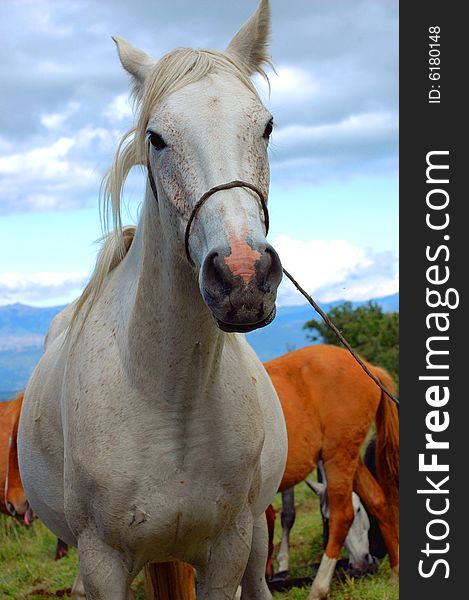 White horse on the field