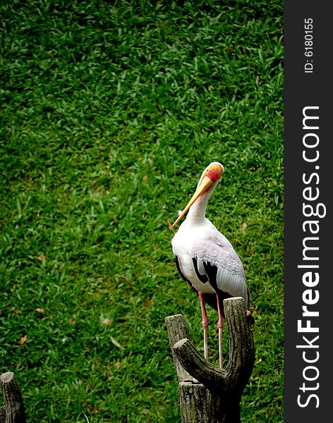 A yellow billed stork standing on a platform. This image was taken at KL bird park.