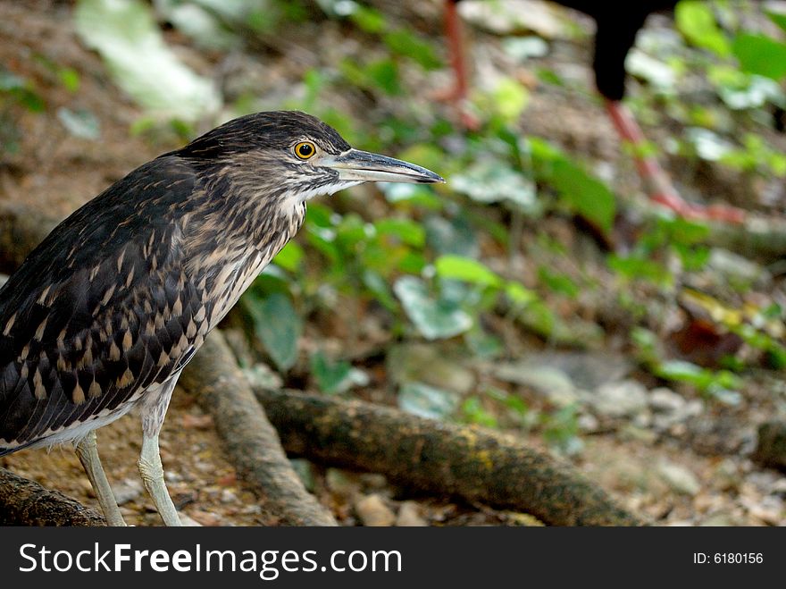 A striated heron bird focused on finding food. This image was taken at KL bird park.