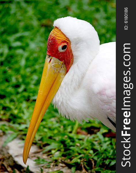 A yellow billed stork resting near the edge of a drain. This image was taken at KL bird park.