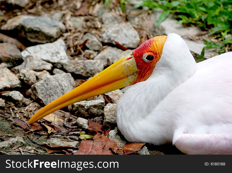 Yellow billed stork sitting