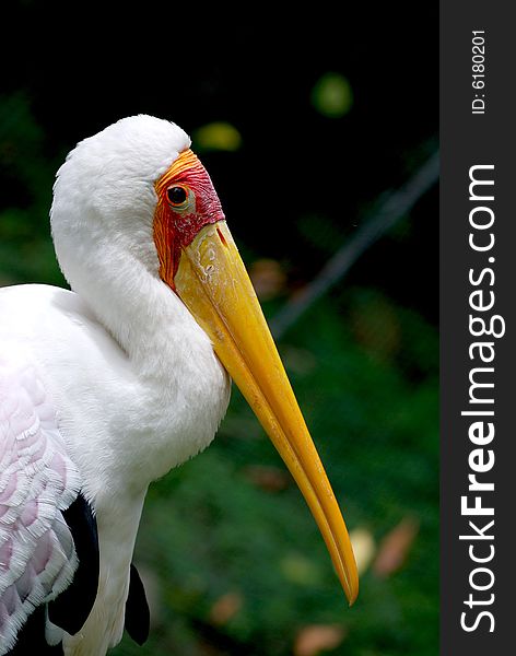 Yellow Billed Stork Profile