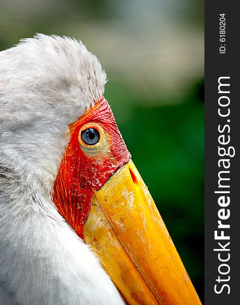 Close Up Yellow Billed Stork