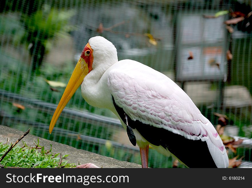 A view of the yellow billed stork from behind while it's resting. This image was taken at KL bird park. A view of the yellow billed stork from behind while it's resting. This image was taken at KL bird park.