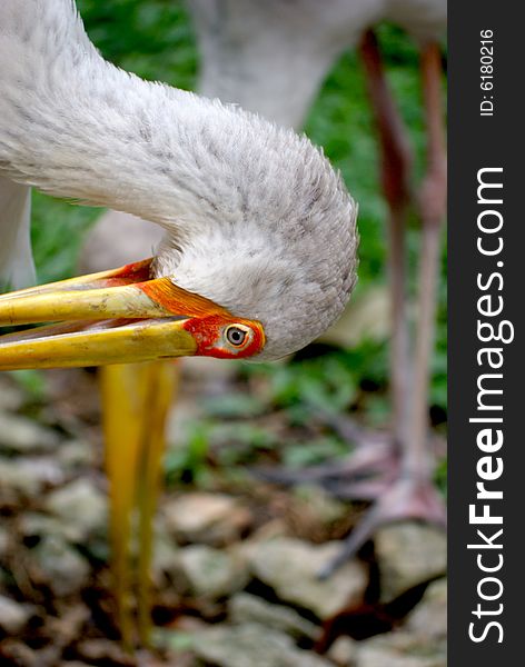 A yellow billed stork profile upside down with a shadow of another stork behind creating a 'T' pattern. This image was taken at KL bird park. A yellow billed stork profile upside down with a shadow of another stork behind creating a 'T' pattern. This image was taken at KL bird park.