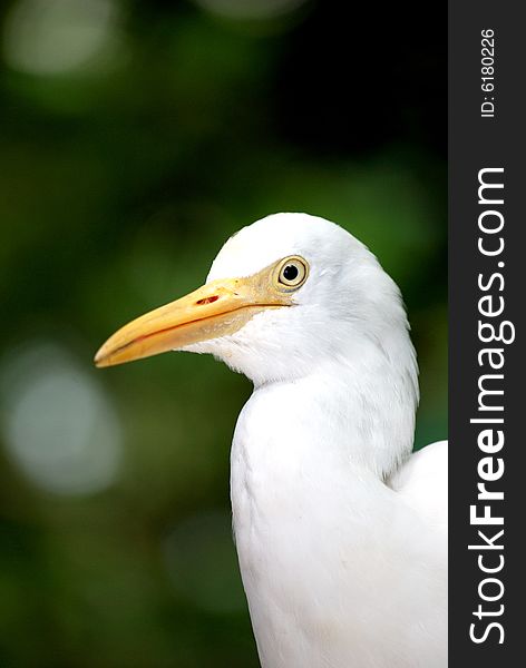 A cattle egret posing for the camera.  This image was taken at KL bird park.