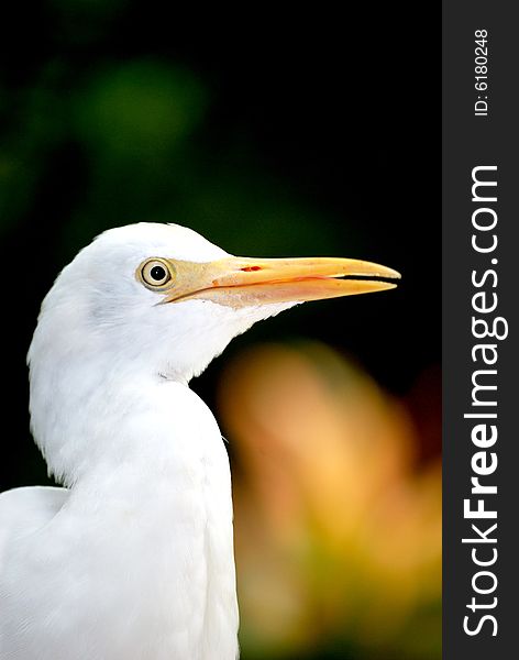 A cattle egret posing for the camera showing the right side .  This image was taken at KL bird park. A cattle egret posing for the camera showing the right side .  This image was taken at KL bird park.