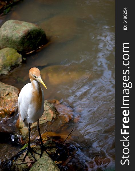 A cattle egret looking for food at the river.  This image was taken at KL bird park. A cattle egret looking for food at the river.  This image was taken at KL bird park.