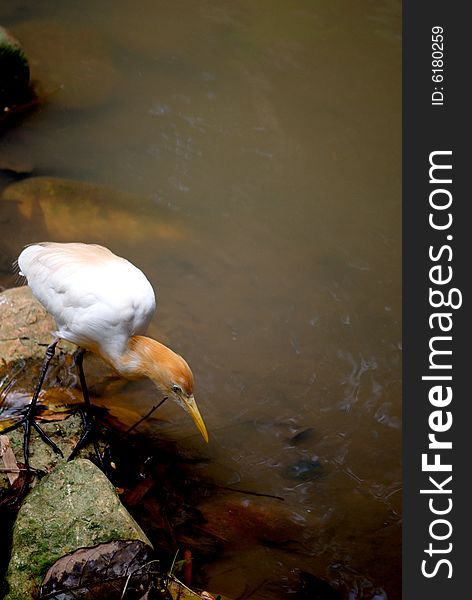 A cattle egret looking for food at the river.  This image was taken at KL bird park.