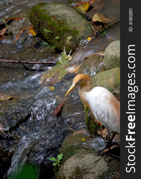 Cattle egret looking at water