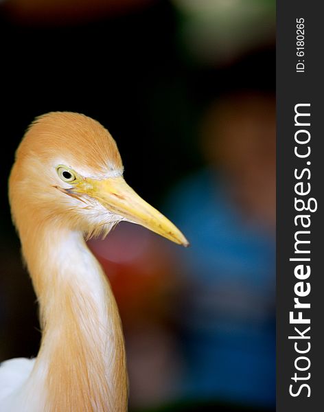 Cattle Egret Gold Feather Posing