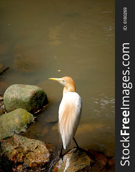 A cattle egret looking for food at the river.  This image was taken at KL bird park. A cattle egret looking for food at the river.  This image was taken at KL bird park.