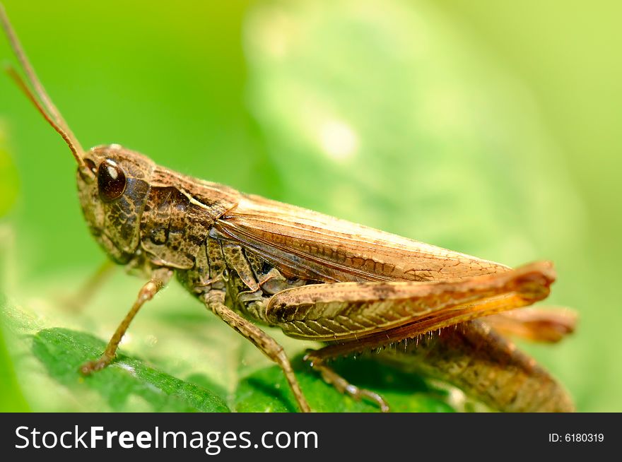 The image of the grasshopper